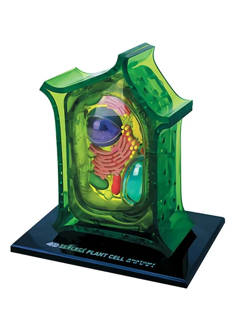 PLANT CELL MODEL Anatomy Assembly Biological Science Education Model £ ...