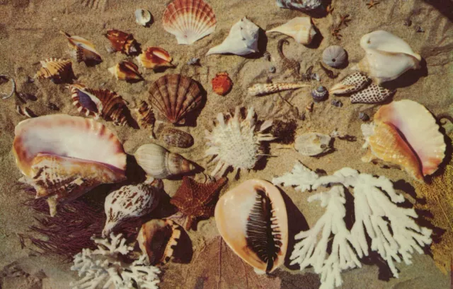 Variety of Beautiful Shells from Coasts of Florida Chrome Vintage Post Card