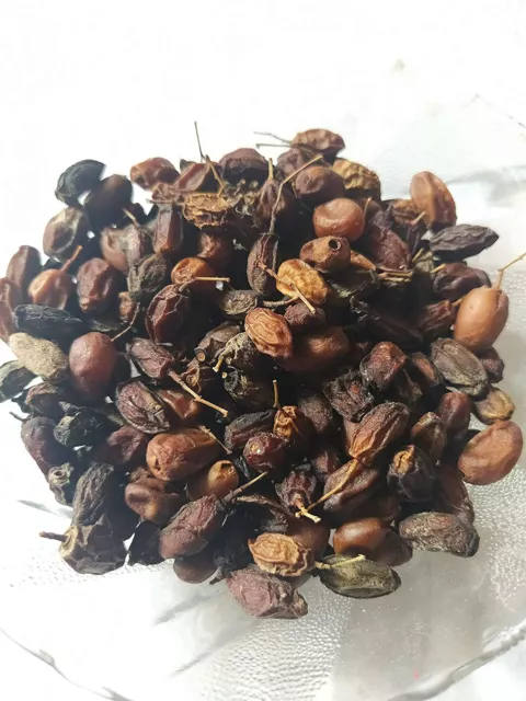 100 gms Organic Dried NEEM Fruit SEEDS NIMBOLI Azadirachta Indica  FREE SHIP