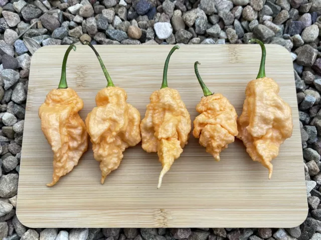 50+ Jays Peach Ghost Scorpion Pepper Seeds. Superhot! 100% Organic 2023 Season.