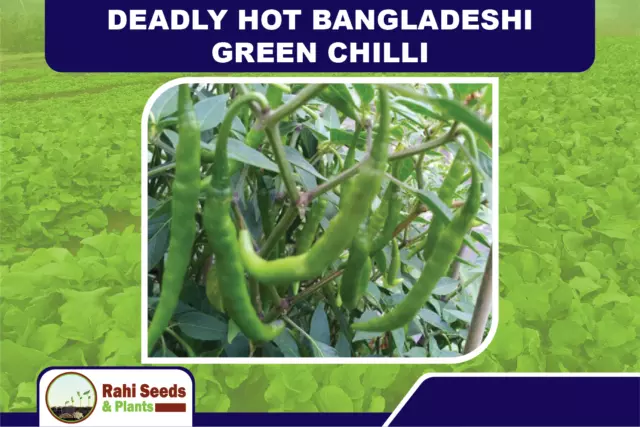 Deadly Hot Bangladeshi Green Chilli - 15 Seeds