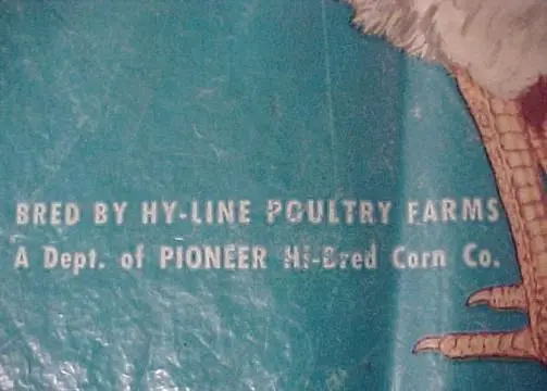 Hy-Line Poultry Farms Layers Chicken Eggs Precision Genetics Pioneer Advertising 3