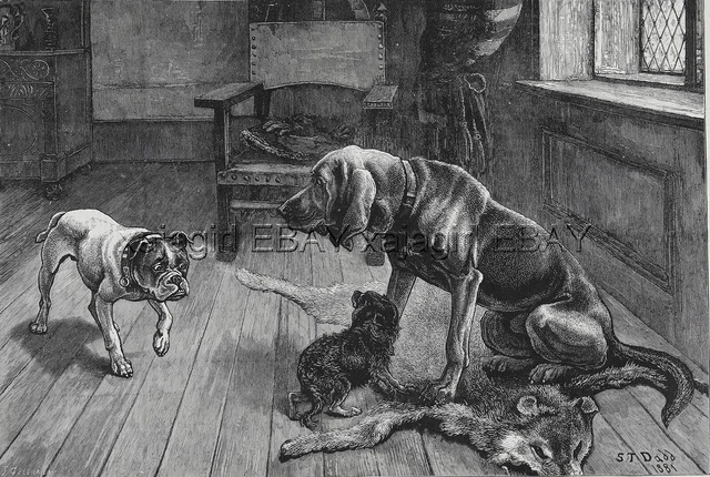 DOG Bloodhound Guards Spaniel Puppy from Bulldog, LARGE 1880s Antique Print
