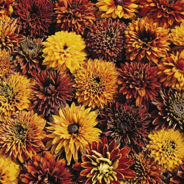 T&M Rudbeckia x hirta hybrida Cherokee Sunset (Approx. 40 Seeds) 1x Seed Packet