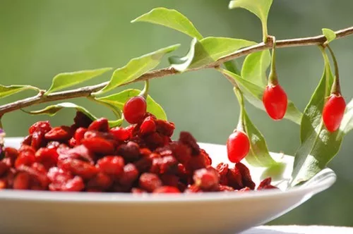 SAMEN Die Gesundheits- und Anti-Aging-Sensation: GOJI-BEERE Obstsamen !