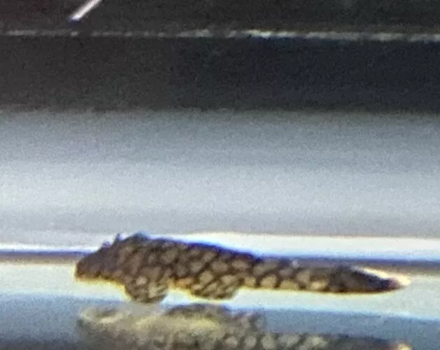 Wabenmuster Bristle Nose Pleco Live Sucker Fish