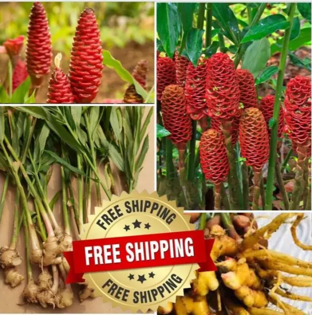 5+Shampoo Ginger Rhizomes Zingiber Zerumbet Awapuhi Free Shiping