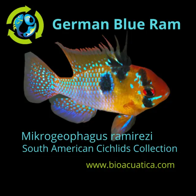 BEAUTIFUL GERMAN BLUE RAM 1 TO 1.5 INCH UNSEXED (Mikrogeophagus ramirezi)