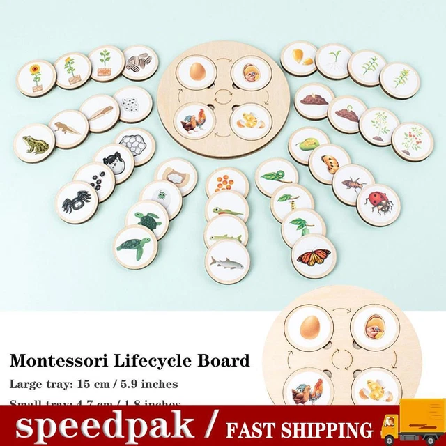 LIFE CYCLE BOARD Wooden Montessori Kit Biology Science Education Toys