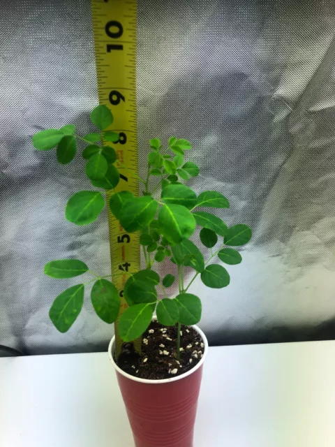 2 Moringa Oleifera Trees Live - Rooted/Pruned - 6+" 100% Organic - FREE SHIPPING