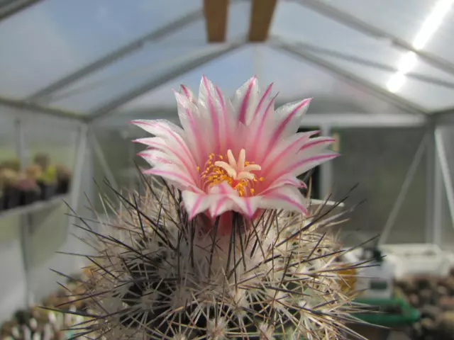 Kaktus Kakteen: Turbinicarpus pailanus, 1,7 cm, wurzelecht own roots, selten!