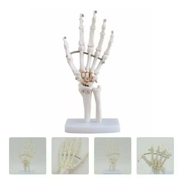 Handgelenk Modell PVC Büro Gelenke Ärzte Anatomisches Skelett Mit Beweglichem
