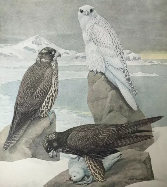 1915 Louis A. Fuertes Lithograph Print Gyrfalcon Black & White Gyrfalcon 2v1-68