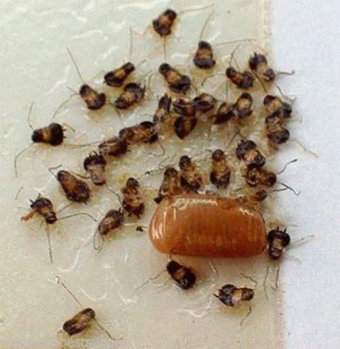 24 Catchmaster Cockroaches Traps Monitors 100i Baited Bug Insect Pheromone Traps 3