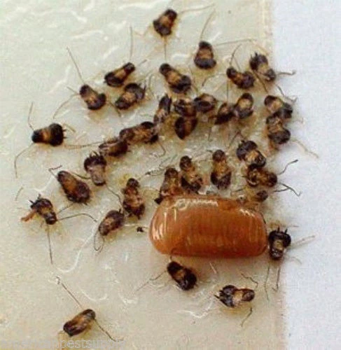 36 Catchmaster Cockroaches Traps 100i Baited Cockroachees Insect Pheromone Traps 3