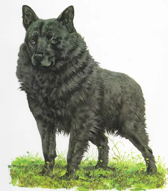 Schipperke - CUSTOM MATTED - 1976 Vintage Dog Art Print - Cozzaglio