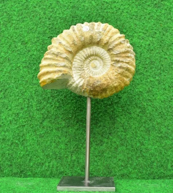 Real Ammonite + Metal Stand Fossil Stone Home Acanthoceras Ornament UKBUY✔ #3