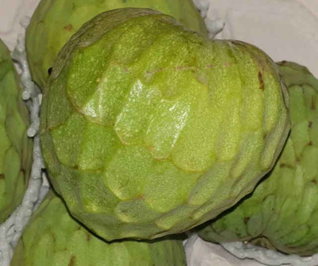 10 Kerne Annona Cherimoya Ecuador Zuckerapfel Custard Apple Rahmapfel Süsssack