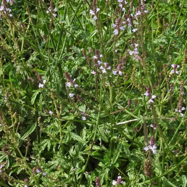 Verbena officinalis - Verveine officinale