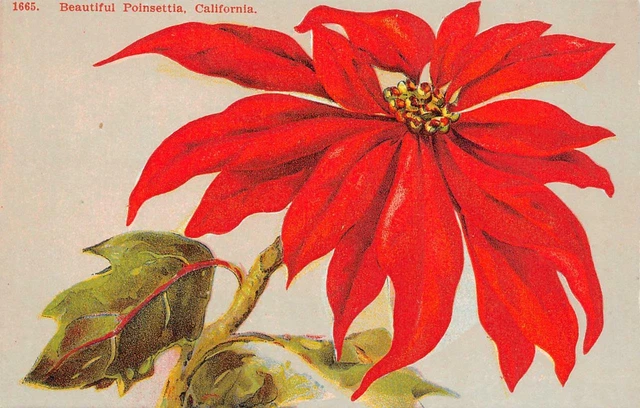 "Beautiful Poinsettia" Flower PPIE 1915 San Francisco Expo Vintage Postcard