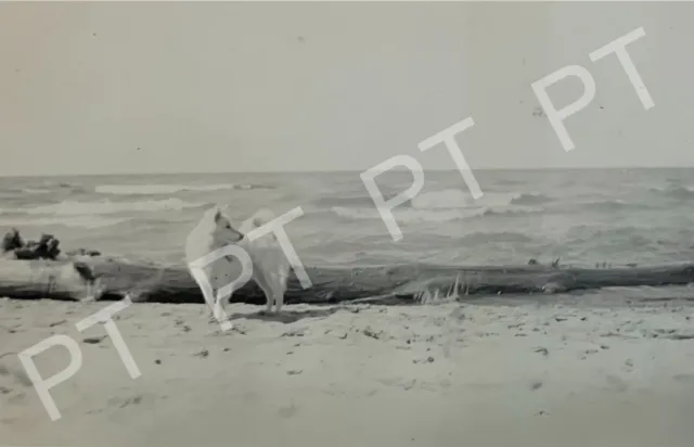 Antique Vintage Original Photo Pretty White Dog on Beach 1940s Cute Puppy