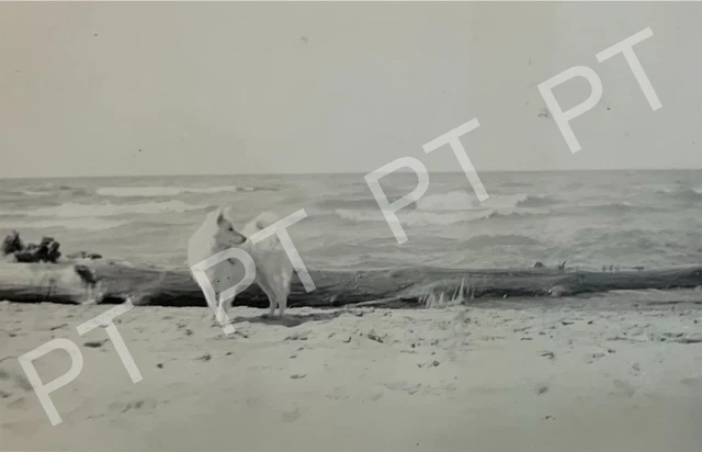 Antique Vintage Original Photo Pretty White Dog on Beach 1940s Cute Puppy