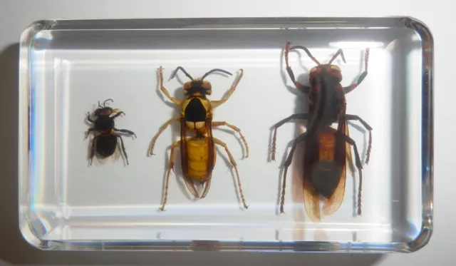 Honey Bee & Black Shield Wasp & Lesser Band Tiger Hornet Collection Set Clear