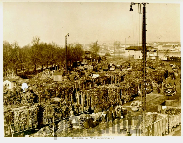 Original Eisenbahn Foto - Transport von Weihnachtsbäumen 1931, RVM-Foto
