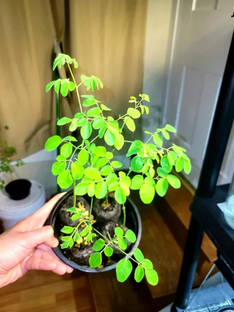 Dwarf Moringa PKM-1 Tree Seedlings (2 Per Order) Live Plants