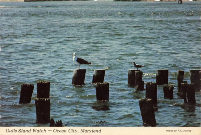 Postcard MD Ocean City Gulls Stand Watch Seabirds Atlantic Worcester County