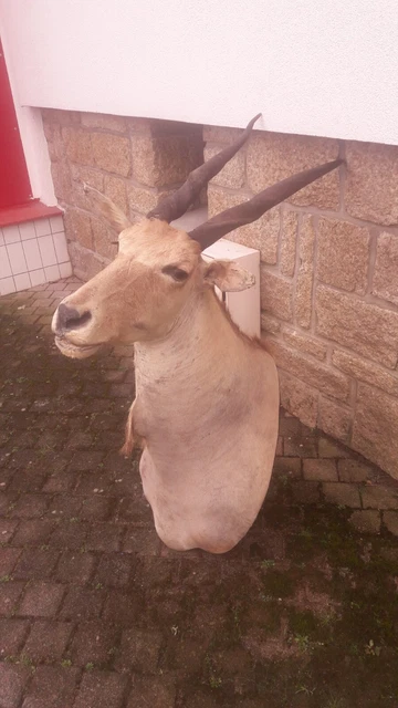 Taxidermie, grand trophée oryx - extrêmement RARE - anomalie