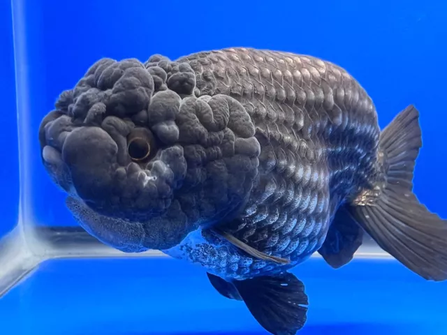 Live Fancy Goldfish Black Metallic Ranchu 3.5 - 4inches (1115_01_RC02)