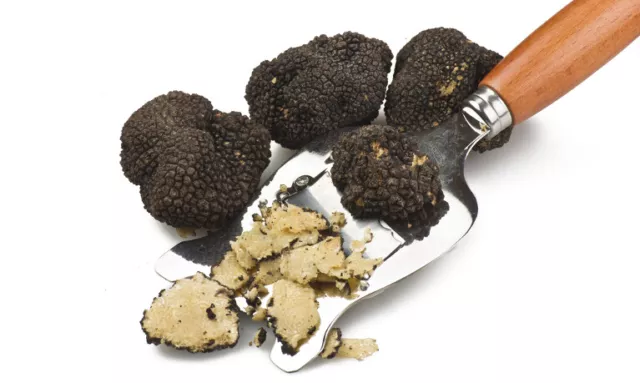 Precious black truffles fresh Mushrooms.From Italy (T.Aestivum) 160g. 5,6oz