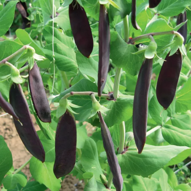 Purple Sugar Pea - Shiraz 10+ Seeds - SWEET & RICH! H 004