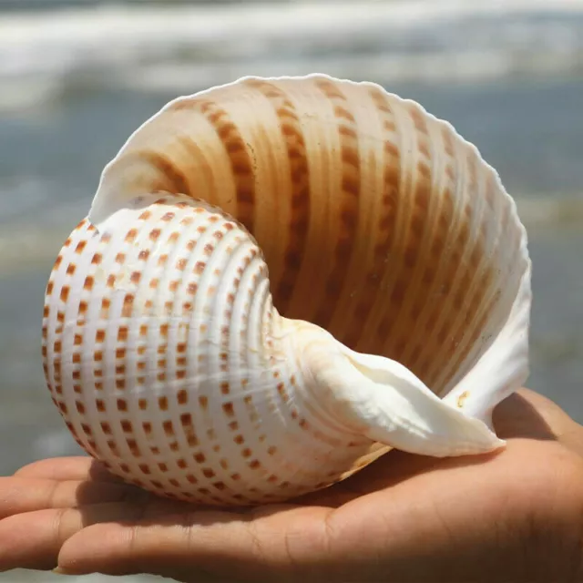 Natural Conch Shell Aquarium Fish Tank Ornament Landscape Sea Snail Craft Adorn