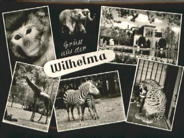 70078282 Bad Cannstatt Bad Cannstatt Stuttgart Wilhelma Zoo x 1959 Bad Cannstatt