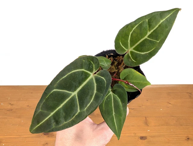 ANTHURIUM CRYSTALLINUM X Besseae 'Crystal Sky' $70.00 - PicClick
