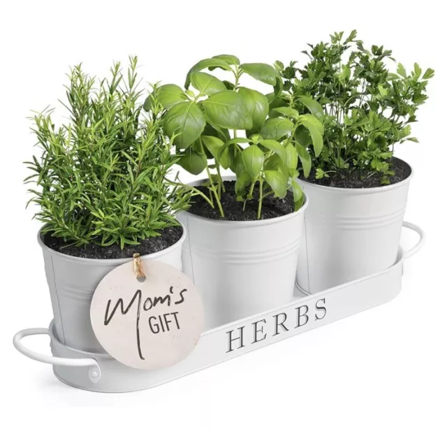 Indoor Herb Garden Planter Set with Tray, Metal Windowsill Plant Pots with Drain