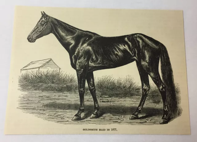 1885 Rivista Incisione ~ Trotta Cavallo Orafo Maid IN 1877