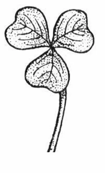 Flower - Flowers - Shamrock Unmounted Clear Stamp Approx 46x75mm