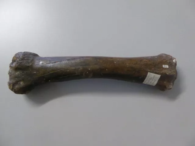 Riesenhirschknochen - Knochen - Fossil - Mammut  Wooly Mammoth Femur Pleistozän