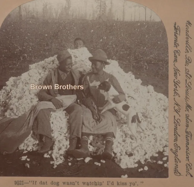1900s African American Sharecropper Sweethearts & Dog in Cotton Stereoview