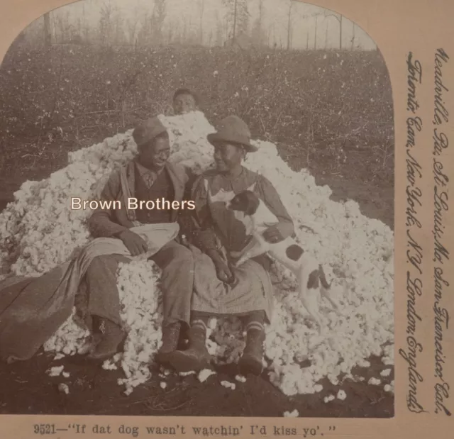 1900s African American Sharecropper Sweethearts & Dog in Cotton Stereoview 1900s African American Sharecropper Sweethearts & Dog in Cotton Stereoview