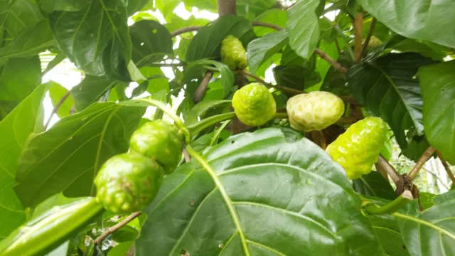 NONI fruit TREE  - organically grown