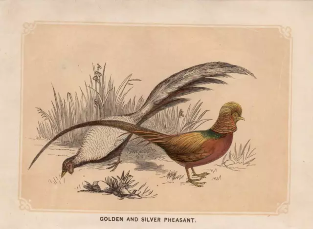 Goldfasan (Chrysolophus pictus) Silberfasan kolorierter Holzstich von 1851