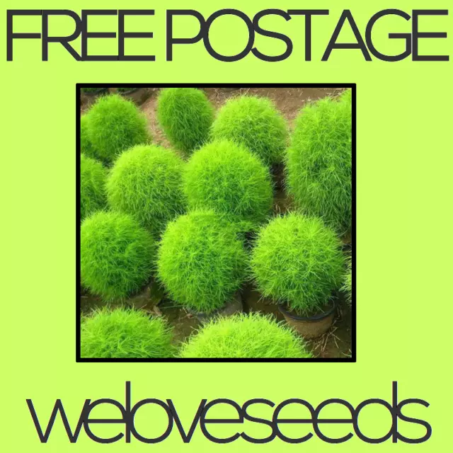 LOCAL AUSSIE STOCK - Green Fairy Floss Grass, Garden Plant Seeds ~10x FREE SHIP