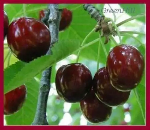 British Columbia Lapin Sweet Cherry Trees 5 seeds - Excellent Firmness & Flavor 2