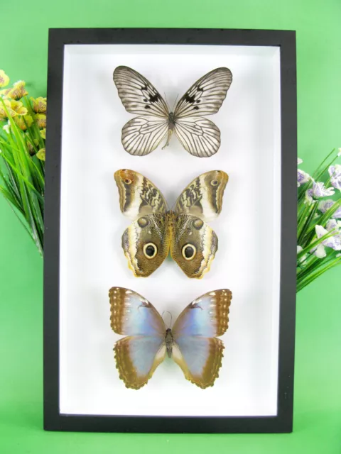 3 real beautiful and huge butterflies in the XXl showcase - single piece - 22