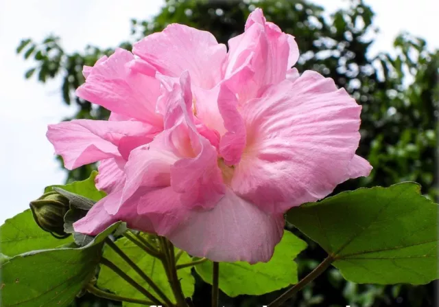 AMOR AL USO - MALVA ROSA DE CUBA - Hibiscus mutabilis 5+ Semillas Seeds - Ed 074