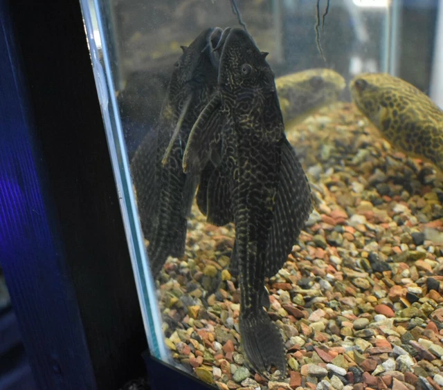 Live Common Plecostomus (2-3" Tropical Freshwater Aquarium Fish) *PLS READ DESCR 3